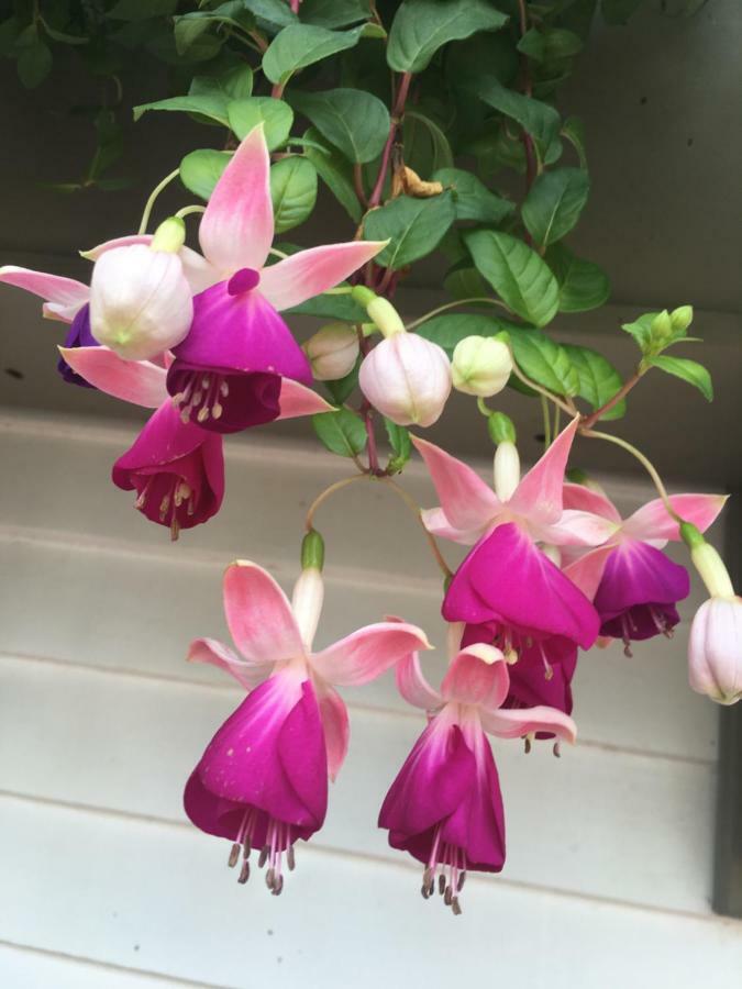 Wellesley Bed And Breakfast ภายนอก รูปภาพ